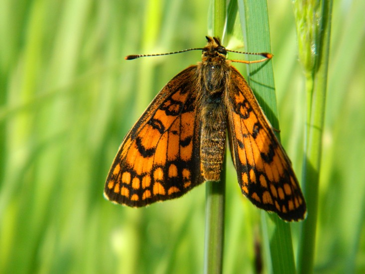 Melitaea da id.